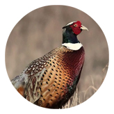 DAROUND 307 Pheasant 1